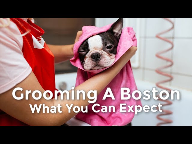 Do you brush Boston Terriers?