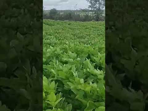 mais um plantio de soja em Brejo Maranhão