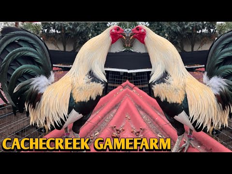 Grey Sweater Claret - CACHECREEK FARM