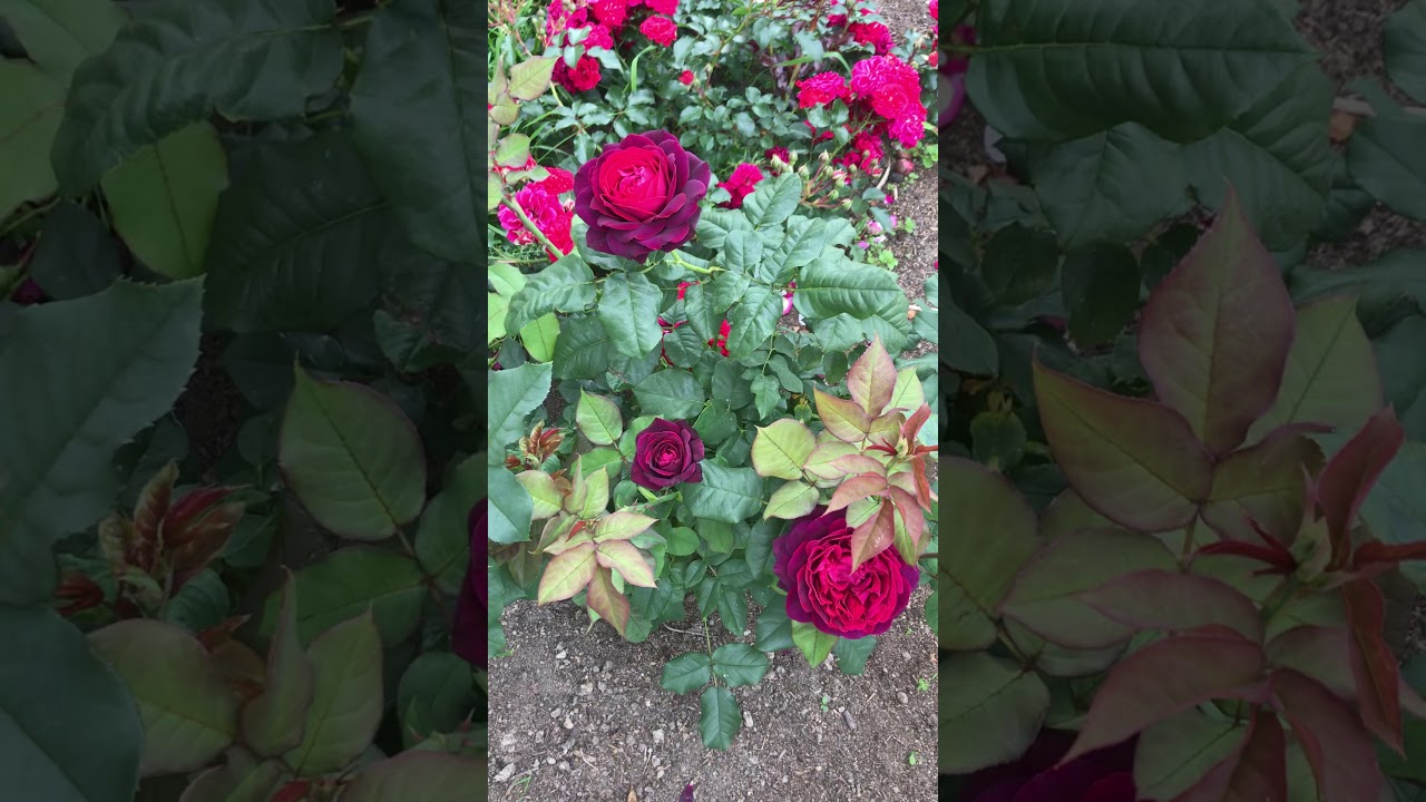 Роза Astrid Grafin von Hardenberg ( Графиня Астрид) первогодка