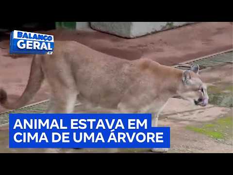Menina de 8 anos atacada por onça-parda em GO vai passar por cirurgia no rosto | Balanço Geral DF