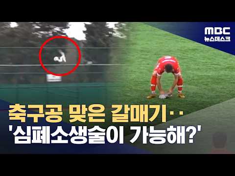 '갈매기 살린 심폐소생술?'‥본능이 앞섰어요