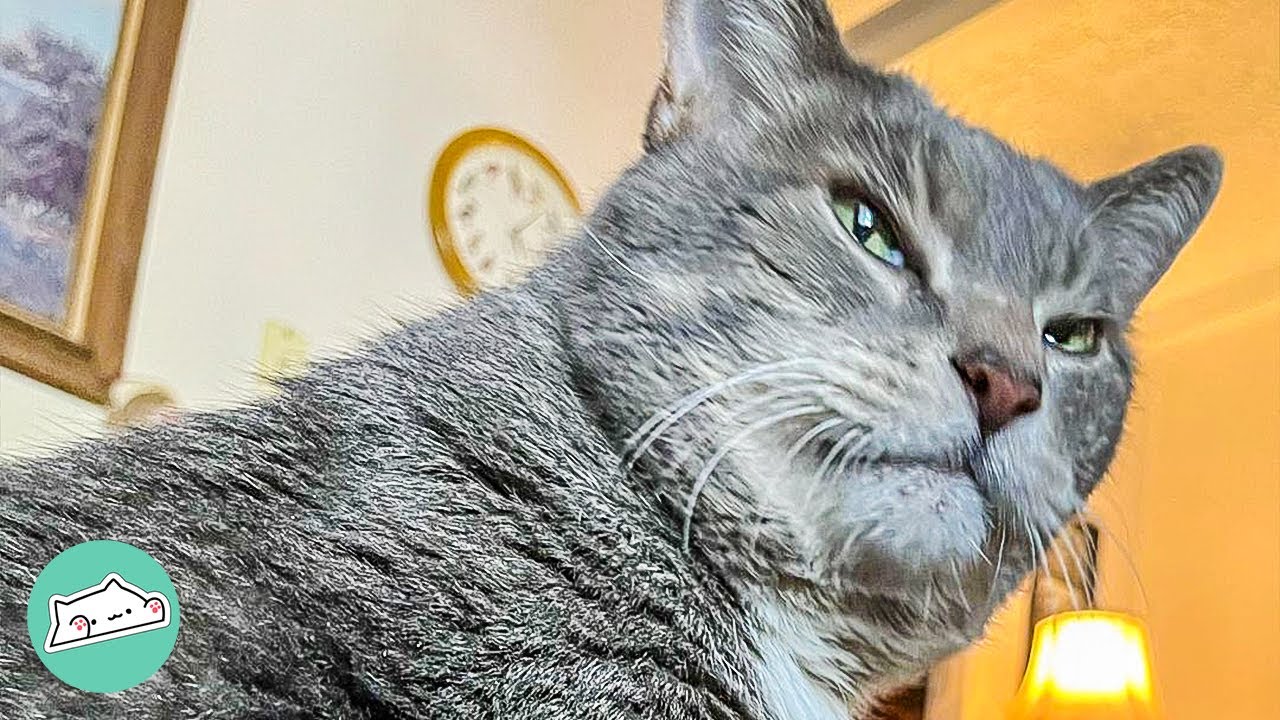 Chatty Cat Complains Like An Old Man. Guy Makes A Conversation Out Of It | Cuddle Buddies