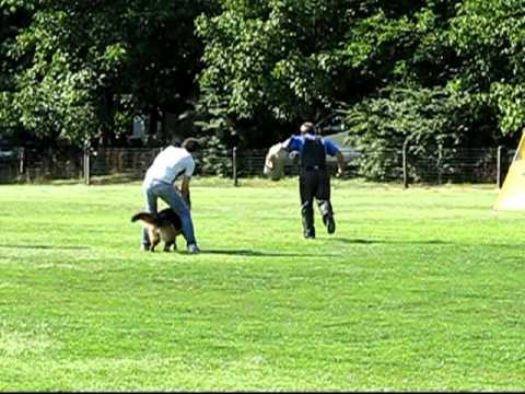 Boogie vom Webachtal - Körung Kkl.1 - 30. July 2011 (21 months)