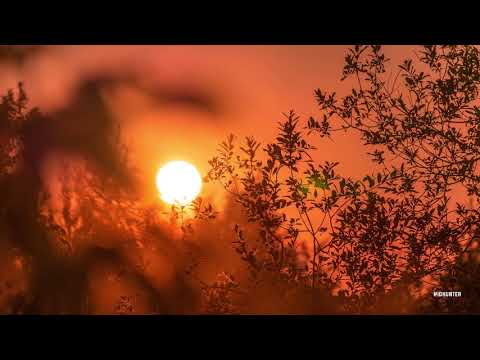 White Leaf - Plein D'amour