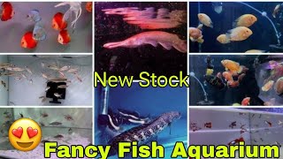 Fancy Fish Aquarium Delhi Updated Stock