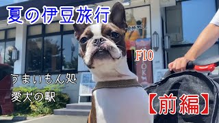 【前編】犬連れで楽しむ伊豆旅行｜うまいもん処・愛犬の駅｜ボストンテリア