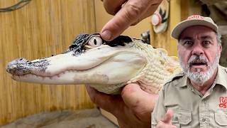RAREST BLACK AND WHITE ALLIGATOR IN THE WORLD😳
