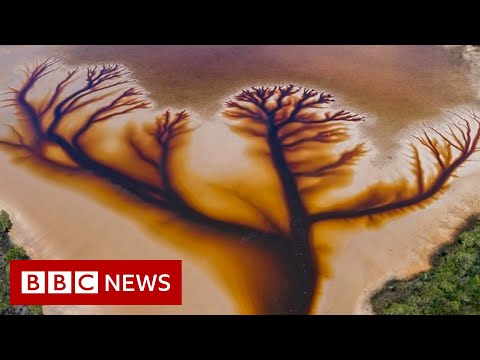 Australian lake's spectacular ‘tree of life’ discovered by drone - BBC News
