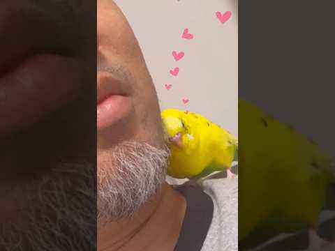 園芸 オウムのくちばし、ロティエ・ド・ベルトロ