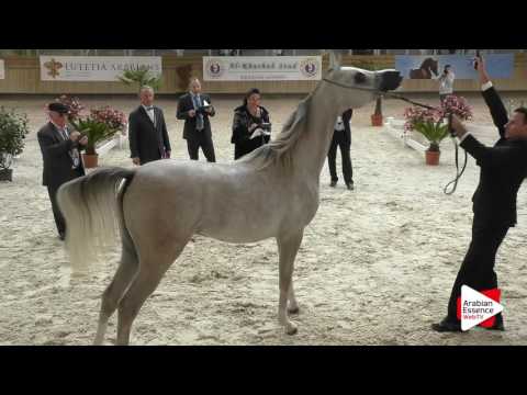 Deauville Arabian Cup 2016 - Yearling Colts (6B) - 2nd place: n°47 STYX KALLISTE