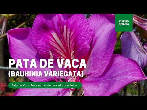 , title : 'Pata de Vaca Roxa - Mudas e Dica de Plantio (Bauhinia variegata)'