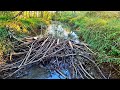 Beaver Dam Removal! | Team Beaver! It's Not Over Yet! The Day After Stomping Father's Mouth!🤣