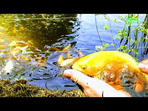 RELEASE 50 KOI INTO NATURAL POND,FISH FAMILY REUNION,CORMORANT NET,YAMABUKI BABY,MUD LAKE, SELECTION