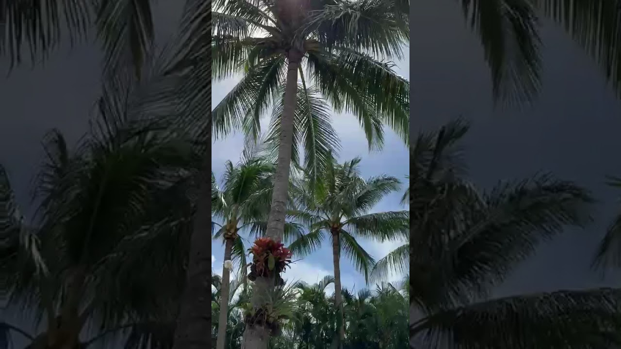 Tree Service of South Florida INC