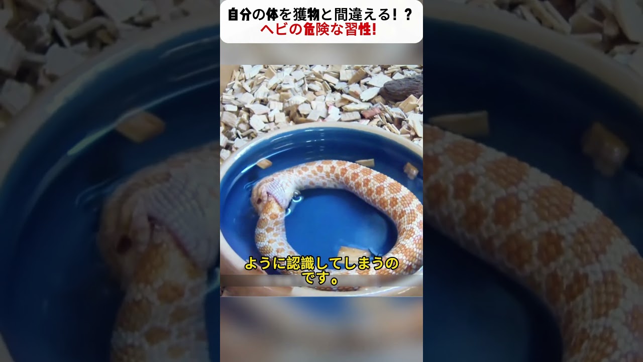 自分の体を獲物と間違える！？ ヘビの危険な習性！ #ヘビの行動 #自然界の危険 #野生の本能 #生態観察 #動物の不思議