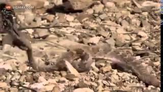 LA SERPIENTE Y EL CORRECAMINOS