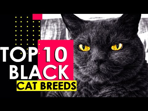 TOP 10 BEST BLACK CAT BREEDS