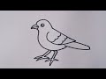 How to draw a Sparrow / easy Sparrow bird drawing step by step
