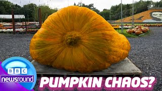 Why Are Giant Pumpkins Causing Chaos? 🎃 | Newsround | News For Kids
