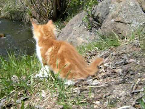 Norwegian Forest Cat Kittens/Red Canyon Cats/Ani
