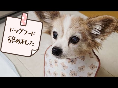 犬の腎不全のための自家製食事療法