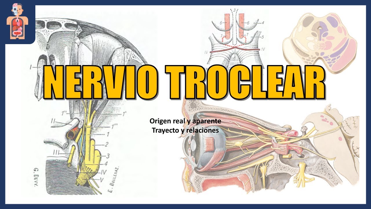 NEUROANATOMÍA - NERVIO TROCLEAR (ORIGEN, TRAYECTO, RELACIONES Y DISTRIBUCIÓN)