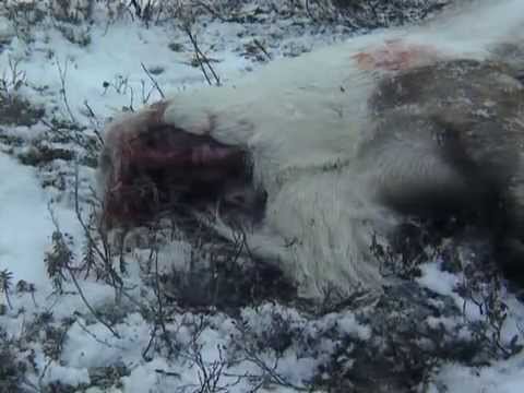 The Human Animal Ep. 2 - The Hunting Ape