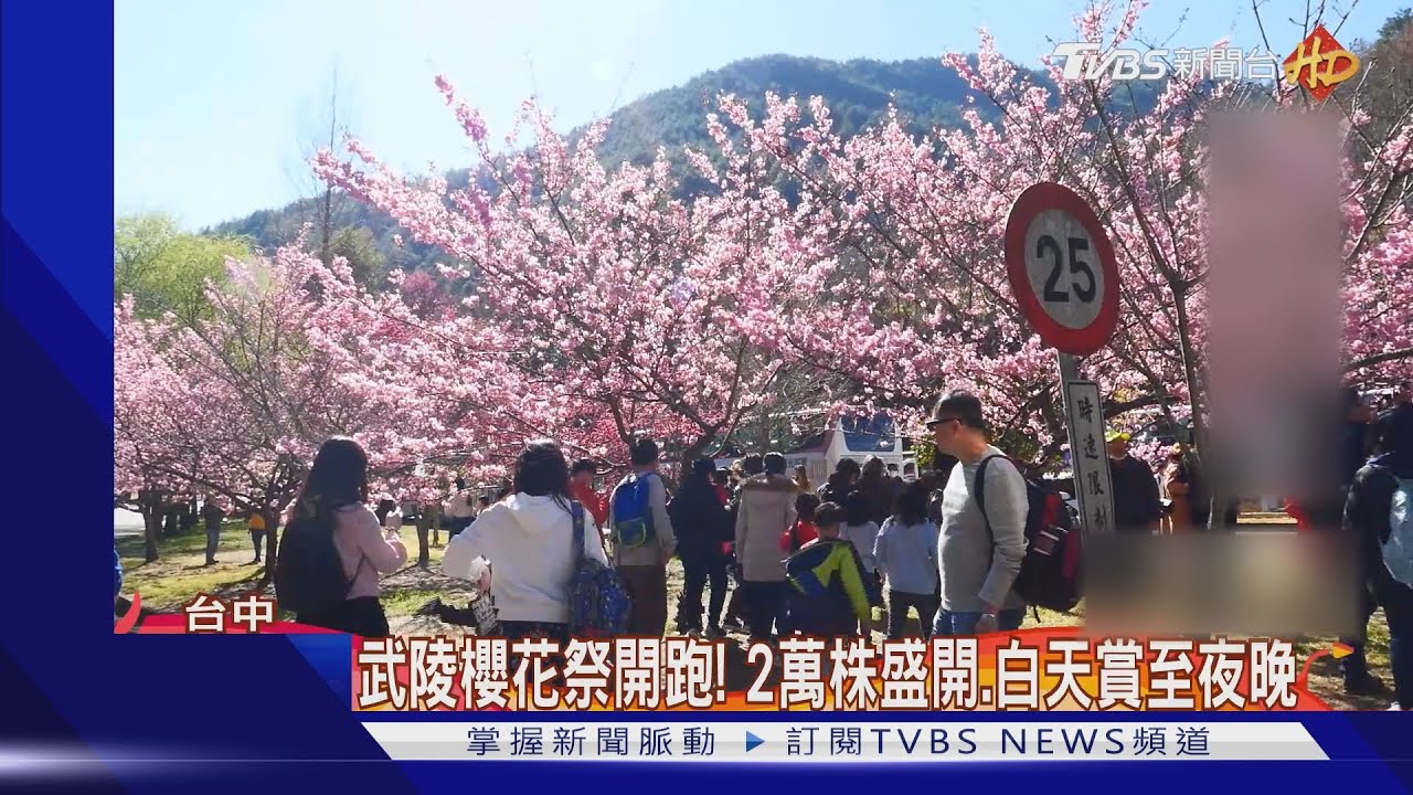 武陵櫻花祭開跑! 2萬株盛開、白天賞至夜晚