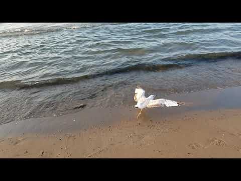 Loyalty free HD slow motion stock video - seagull flying on the beach