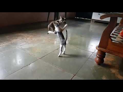 Cat jump...slow motion