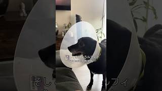 カナダ生活🇨🇦働く日の１日