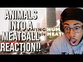 ANIMALS Into A MEATBALL Volume Comparison 3D REACTION