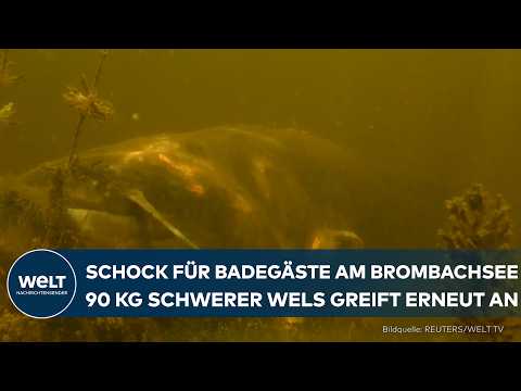 Video Thumbnail: BROMBACHSEE: Erneuter Wels-Angriff schockt Badegäste - Ist Baden jetzt zu gefährlich?