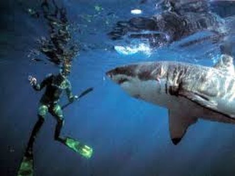 face à face avec un requin