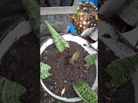 Llovizna Fuerte En Mi Toldo Y Mostrando Bellezas En Mi Jardín Sanador 🌧️🌿 | Quilmes,  Argentina