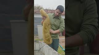 Here&#39;s how this one company turns 200,000 luffas into sponges. #luffas #sponges #sustainability