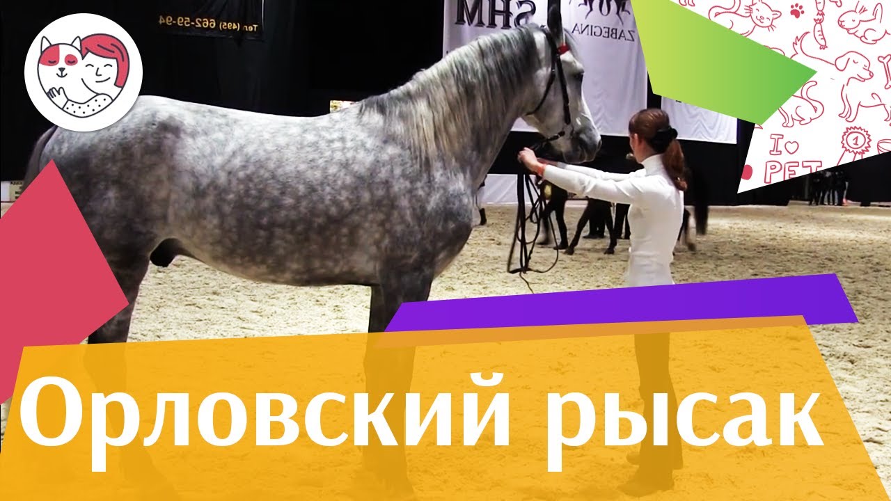 ЛОШАДИ Орловский рысак 3 ЭКВИРОС 2016 на ilikepet