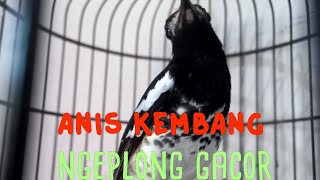 Download lagu ANIS KEMBANG GACOR NGEPLONG, PANCINGAN ANIS KEMBANG CEPAT GACOR mp3 Download lagu ANIS KEMBANG GACOR NGEPLONG, PANCINGAN ANIS KEMBANG CEPAT GACOR mp3