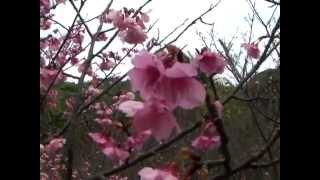 preview picture of video '末吉公園の桜・1月30日　2010年'