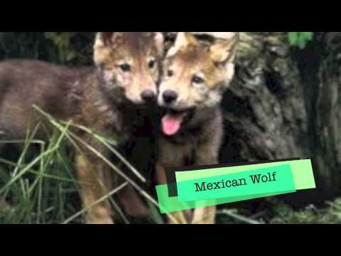 2014 Endangered Species Movie!