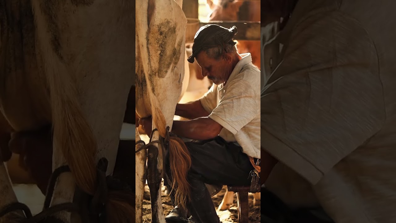 Série Valor da Tradição