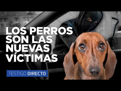 4 CASOS DE ROBO DE PERROS: El NUEVO delito para EXTORSIONAR en Colombia - Testigo Directo