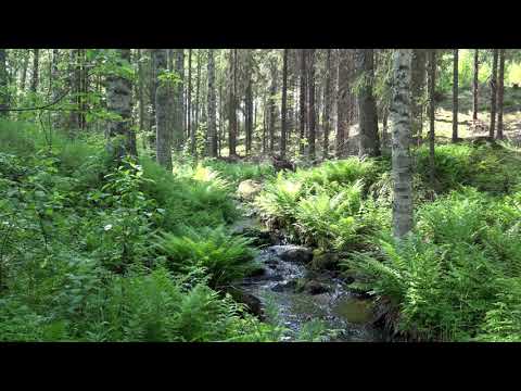 Waterfall River & Birdsong  4K Nature Sounds 1Hour  No Loop