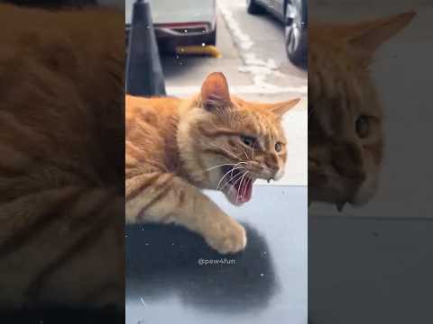 Cats getting scared 🤣🤣 #funny #catvideos #catshorts #cat