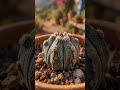 From a Tiny Seed to a Stunning Flowering Cactus! 🌱🌵🌼 #Cactus  #Gardening #flowers