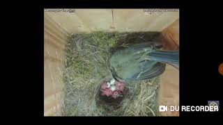 The continuation of the births