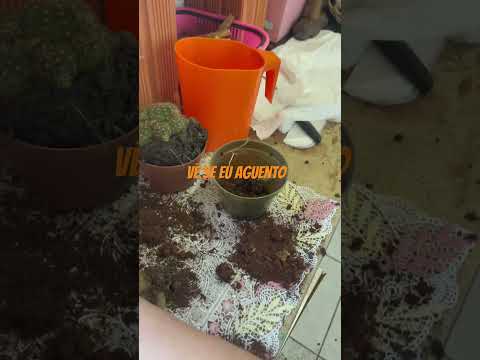 Vê se eu aguento , Cianorte Paraná