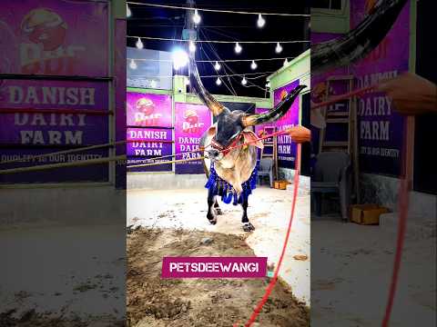 Angry kankrej OX with long horn #kankarej #kankrej #kankraj #shorts #viral #trending