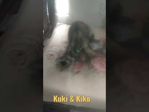 Kuki & Kiko CAT